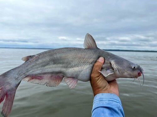 Blue Catfish Invasion Sweeps Chesapeake Bay, Sparks Angler Interest